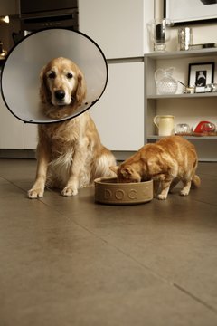 Janie Airey/Lifesize/Getty Images Some cats will vomit after eating another pet's food.