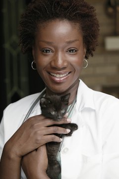 Comstock Images/Comstock/Getty Images If your kitten has diarrhea, he should see the vet immediately.