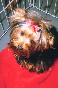 How to Get a Yorkie to Stop Crying in Her Cage at Night - Pets