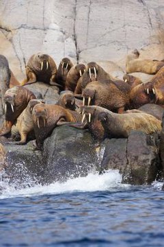 What Kind of Teeth Do Walruses Have? | Animals - mom.com