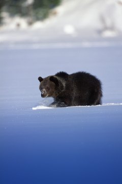Many preschoolers are interested in what bears eat and where they live.
