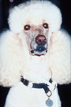 Jupiterimages/Photos.com/Getty Images Keep your poodle's snout and eye area trimmed short to make tear stains easier to treat.