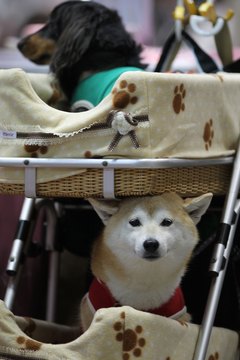 Koichi Kamoshida/Getty Images News/Getty Images Don't be embarassed over Shiba Inu shedding.