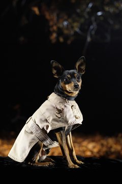 Ryan McVay/Photodisc/Getty Images "Don't I look dapper in this coat my mom made for me?"