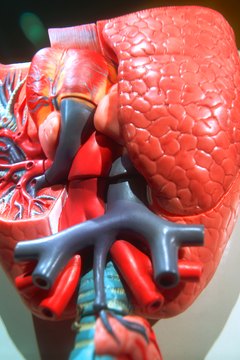 Stockbyte/Stockbyte/Getty Images Perfusionists run a machine that circulates and oxygenates blood, letting it bypass the heart during surgery.