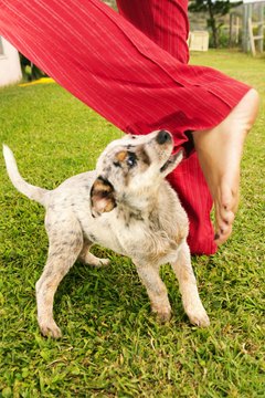 Jupiterimages/Comstock/Getty Images Offer your puppy something better to chew than your pants.