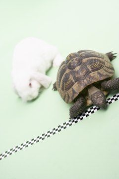 Substrate concentration can speed up or slow down enzyme activity.