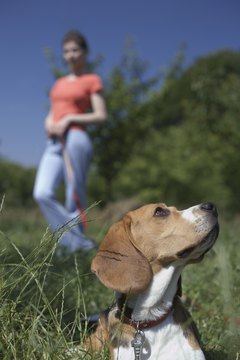 Jupiterimages/Creatas/Getty Images A beagle's strong hunting instinct causes him to howl frequently.