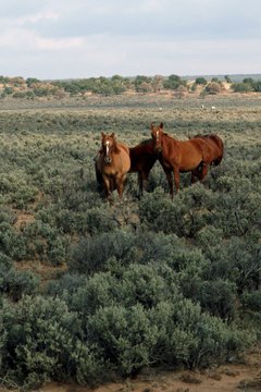 Horses lead the procession to the burial spot, and are often killed on site.