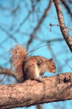 Nesting Habits of Gray Squirrels | Animals - mom.me