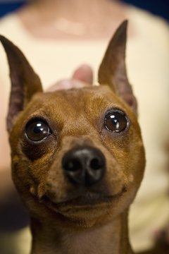 Apple Tree House/Lifesize/Getty Images Take your miniature pinscher outside often when you are potty-training him.