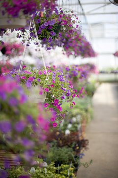 Rows of flowers in greenhouse