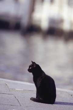 David De Lossy/Valueline/Getty Images Phosphorous matters for a cat with chronic kidney disease.