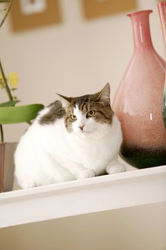 Comstock Images/Comstock/Getty Images Sometimes, no matter where you put your plants, Missy will find her way to them.