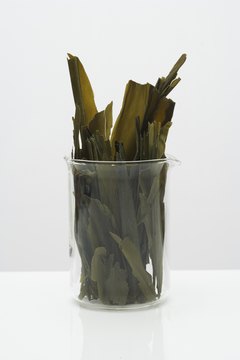 Thomas Northcut/Photodisc/Getty Images Seaweed is an excellent source of omega-3 fatty acids.