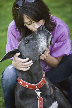 Brand X Pictures/Brand X Pictures/Getty Images A healthy Great Dane will love to socialize.