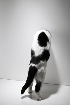 Michael Blann/Lifesize/Getty Images A cat can convey so much just through her tail.