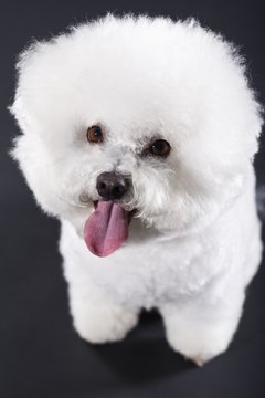 Apple Tree House/Lifesize/Getty Images While troubling, most of the rare neurological problems occurring in bichons don't cause pain.