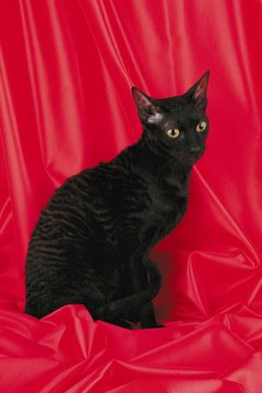 Jupiterimages/Photos.com/Getty Images The Cornish rex has otherworldly facial features.