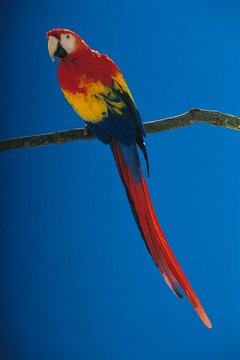 Comstock/Comstock/Getty Images Parrots need shade and wind breaks in outdoor aviaries.