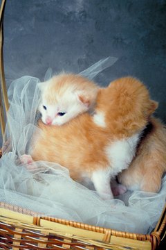 Jupiterimages/Photos.com/Getty Images They might not like sharing when they grow up.