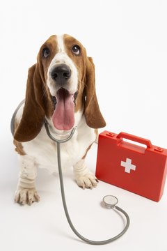 BananaStock/BananaStock/Getty Images A trip to the vet might be in order if your dog is biting at her behind.