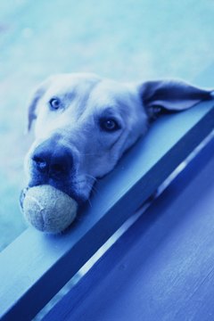 Thinkstock/Comstock/Getty Images Now she doesn't have to wait on you to throw the ball.