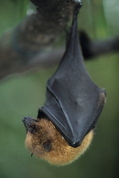 Bats are nocturnal, flying mammals.