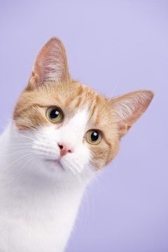 BananaStock/BananaStock/Getty Images Kitty's eyes can come in colors ranging from orange to blue.