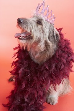BananaStock/BananaStock/Getty Images "Yes, I am proud to be a canine diva!"
