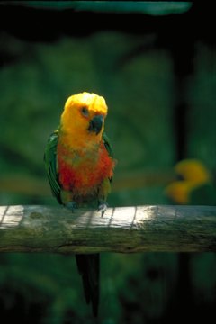 Jupiterimages/Photos.com/Getty Images Amazon parrots require a lifelong commitment.