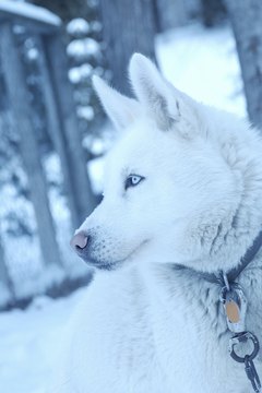 Hemera Technologies/AbleStock.com/Getty Images Bred for the arctic, Siberian huskies can live almost anywhere, but need special consideration when elderly.