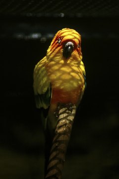 Jupiterimages/Photos.com/Getty Images The sun conure: No question how it got its name.