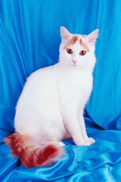 Jupiterimages/Photos.com/Getty Images The Turkish Van is a bigger cat than the Turkish Angora.