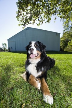 Apple Tree House/Lifesize/Getty Images Getting dirty outdoors can cause scratching and increase shedding, if Fido doesn't get a bath soon afterward.