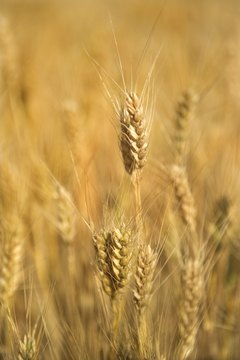 Jupiterimages/Comstock/Getty Images Unpelted wheat is a type of whole wheat.