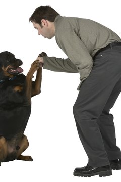 Hemera Technologies/PhotoObjects.net/Getty Images I promise I won't poop on the carpet, deal?