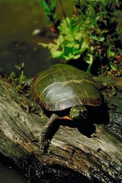 A Painted Turtle's Life Cycle From Egg to Adult | Animals - mom.me