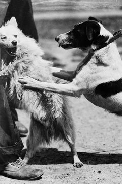 Fox Photos/Valueline/Getty Images Dogs can learn to like other dogs with confident leadership.