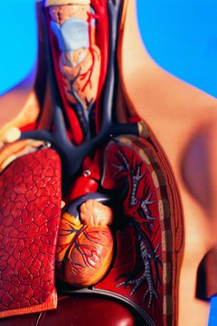 Learning about the circulatory system is challenging but critical to understanding physiology.