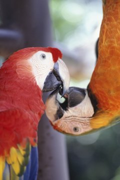 Gary Faber/Photodisc/Getty Images "Who will help me decipher this leg band," said the little red parrot. "Not I," said the Customs man.