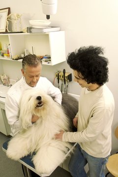 Pets ensure a high demand for veterinarians
