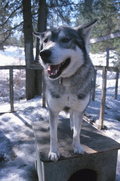 Hemera Technologies/AbleStock.com/Getty Images A doghouse keeps your precious pooch dry in snowy weather.