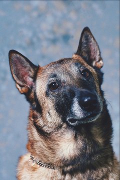 DailyPuppy article image