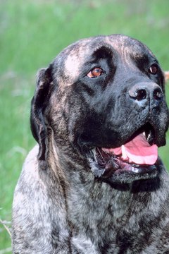 DailyPuppy article image