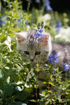 David De Lossy/Photodisc/Getty Images In your cat's mind, the garden makes a perfect outdoor litter box.