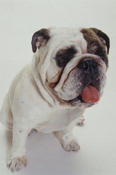 Duncan Smith/Photodisc/Getty Images The wrinkles on a bulldog's face trap rash-causing dirt and moisture.