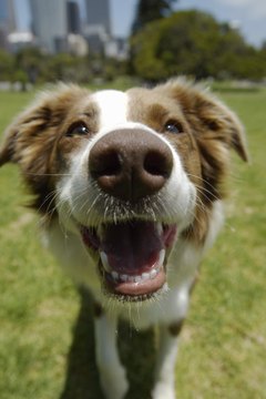 Kane Skennar/Photodisc/Getty Images Dental health is a biggie for doggies, too.
