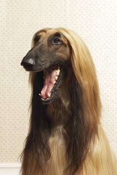 DTP/Digital Vision/Getty Images An almond oil conditioning spray helps make your pal's coat healthy and shiny.