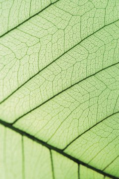 Cells in the leaf use the sun's energy to make sugars.